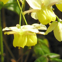 Herba Epimedium — sumber Icariin